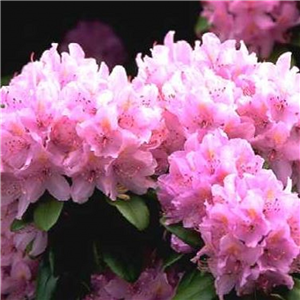 Rhododendron 'Graziella Pink'